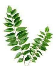 Indian fresh curry leaves image spiceitupp