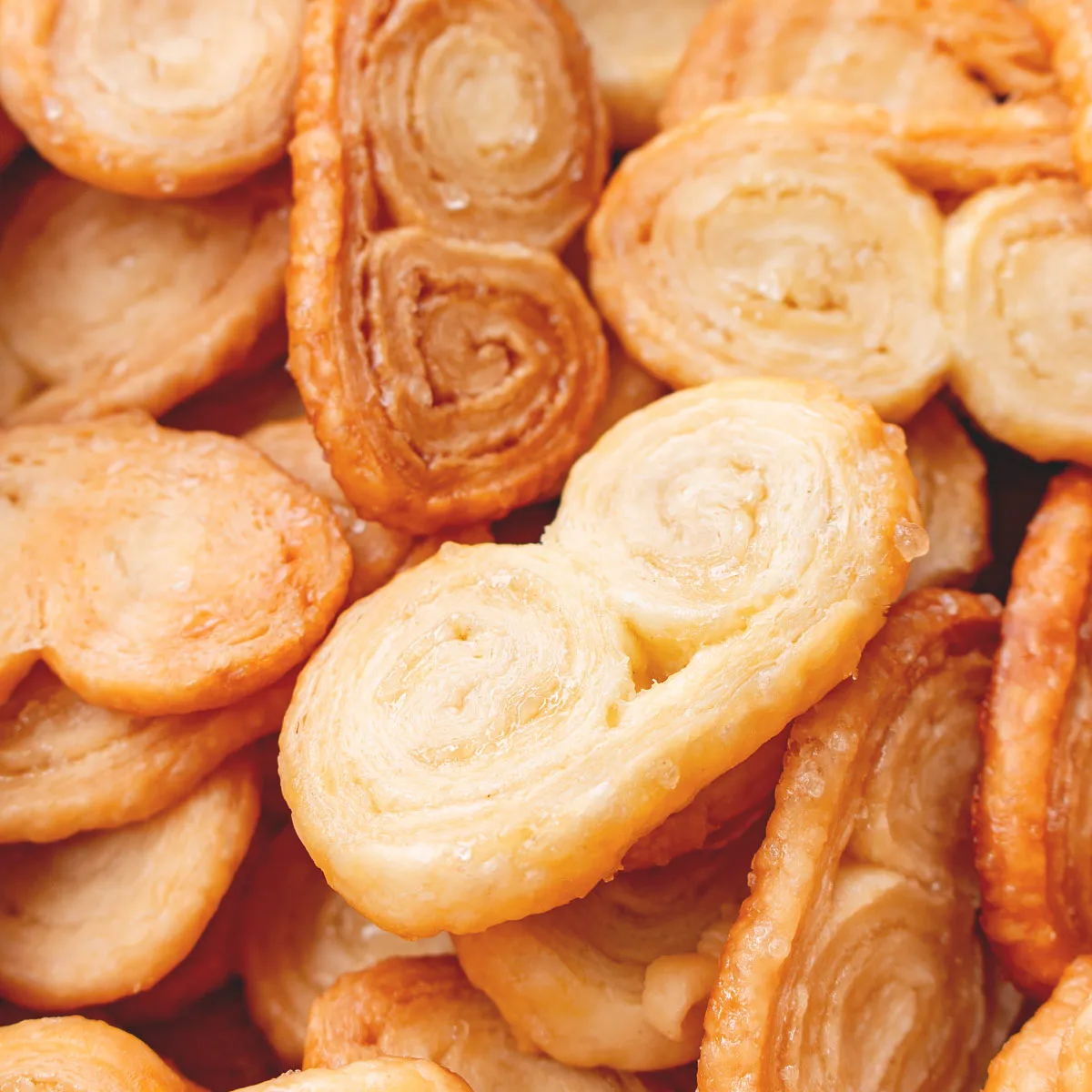 Palmier gog jpg