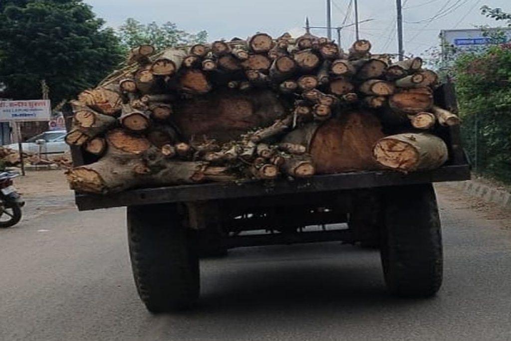 KCT NEWS – Hundreds of saw machines are sawing green wood, only 18 have license | सैकड़ों आरा मशीनों पर चीर रही हरी लकड़ी, लाइसेंस में केवल 18 के पास – New Update