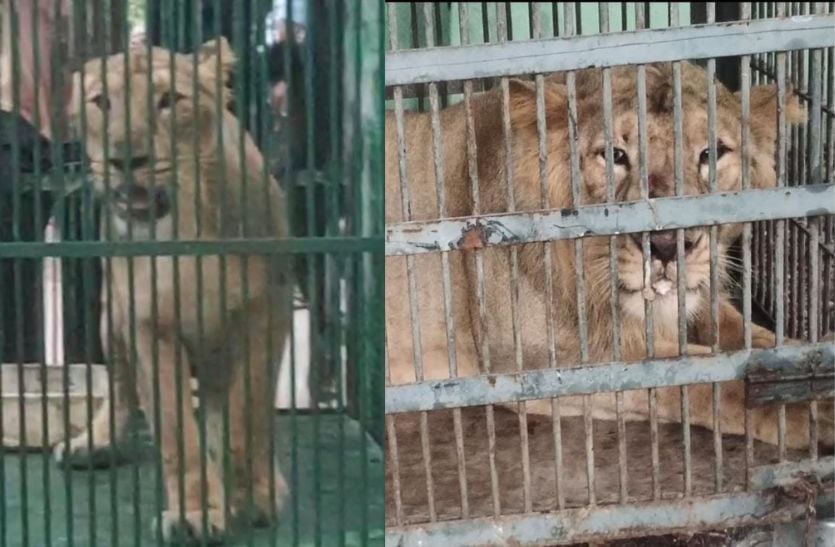 KCT NEWS – Lions And Lionesses Of Gujarat Come To Nahargarh Biological Park In Jaipur | नाहरगढ़ जैविक उद्यान में आए नए मेहमान…गूंजेगी गुजरात के शेर-शेरनी की दहाड़ – New Update