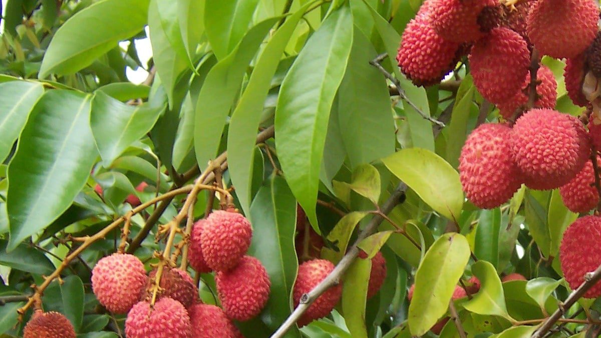 KCT NEWS – Get rid of these 8 problems with litchi leaves | लीची के पत्तों के अनसुने फायदे, जानें कैसे करें इस्तेमाल – New Update