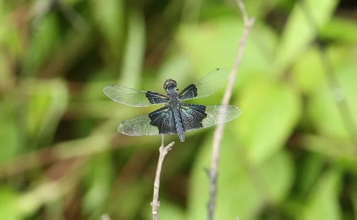 van 1 1753809858.jpg