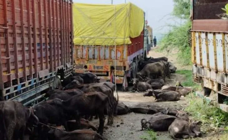 20570858 b347 41f9 bda6 48719b4421de1755334149870 1755341614.jpg