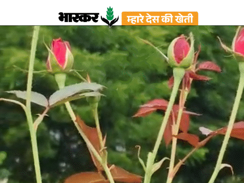 gif 36 1 1754579439.gif