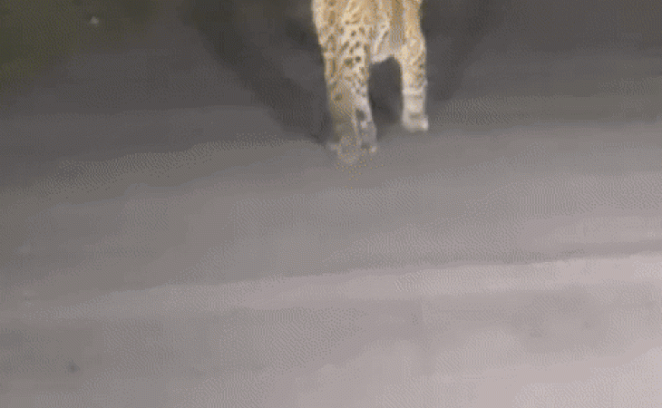 leopard 1 1754277600.gif