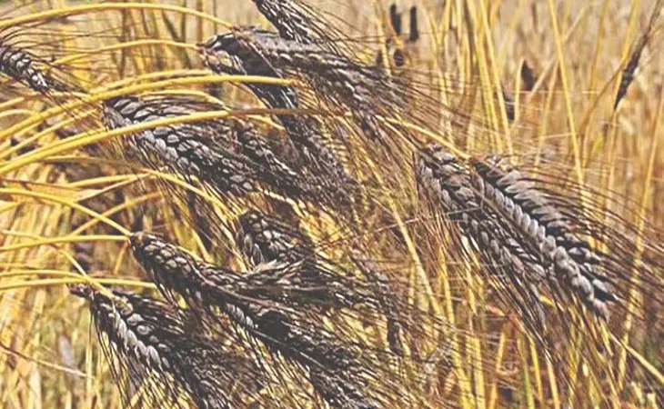 orig 27 1 1 1 1 1 1 1 1 1 1 1 1 1 1 1 1 1 1 1754523497.jpg