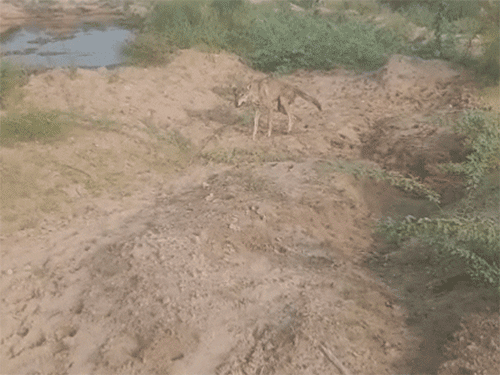 ghiffff 1756994712.gif