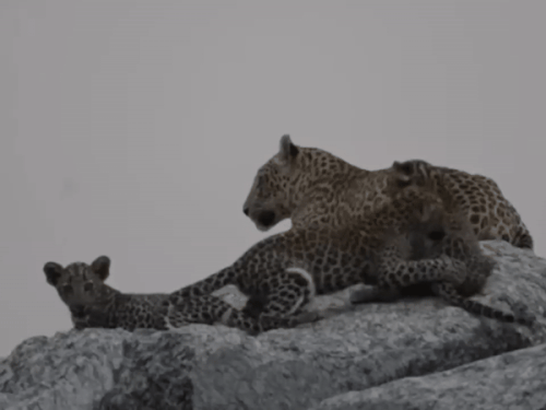 img3062 1757422655.gif