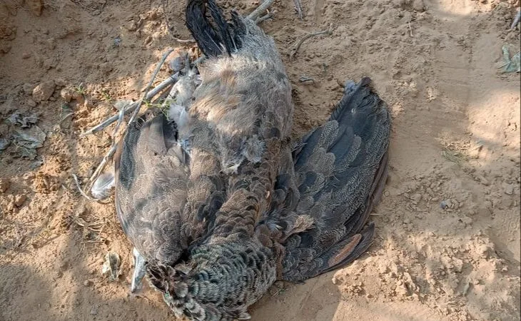 img 20251005 wa0060 1759669597.jpg