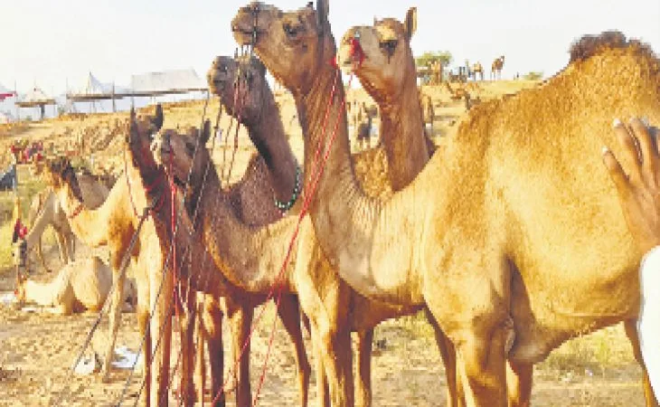 orig 58 1 1 1 1 1 1 1 1 1 1 1 1 1 1 1 1 1 1 1 1 1 1 1 1 1759450345.jpg